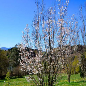 Prunus serr. 'Amanogawa' 2 à 2.5 m CT 50 LITRES 