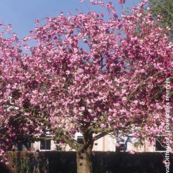 Prunus serr. 'Kanzan' 1.75 à 2 m CT 35 litres en cépée 