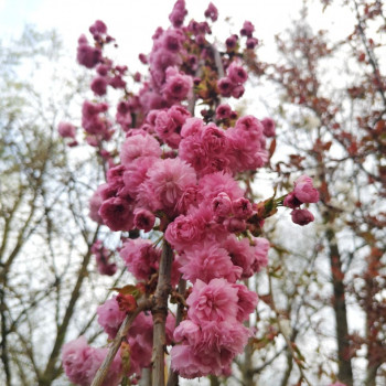 Prunus serr. 'Kiku-shidare-zakura' 1.5 à 1.75 m CT 18 litres 