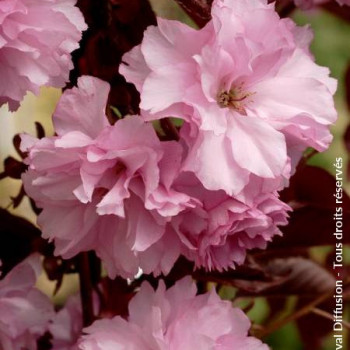 Prunus serr. 'Royal Burgundy' Tige 120 cm CT 10 litres 