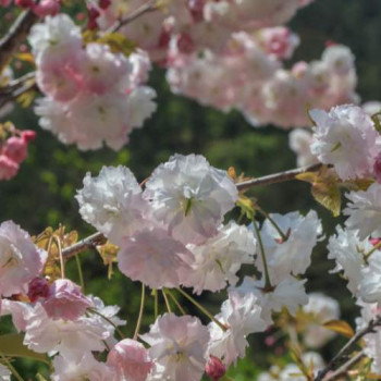 Prunus serr. 'Shiro-fugen' (= 'fugenzo') Demi-tige CT 18 litres 