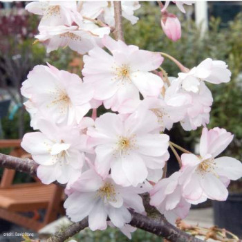 Prunus subh. 'Autumnalis' 2.5 à 3 m CT 50 litres en cépée 