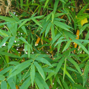 Pseudosasa japonica (=bambusa metake) 0.60 à 0.80 m CT 5 litres 