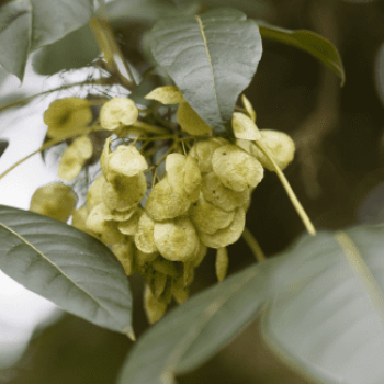 Ptelea trifoliata 1 à 1.25 m CT 10 litres 