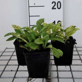 Pulmonaria ang. 'Azurea'  Pot 9 
