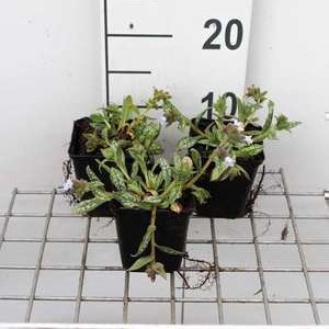 Pulmonaria hybr. 'Opal'®  Pot 9 
