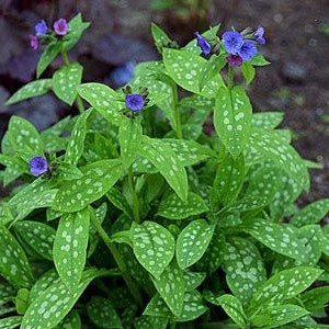 Pulmonaria sacch. 'Mrs Moon'  Pot 9 