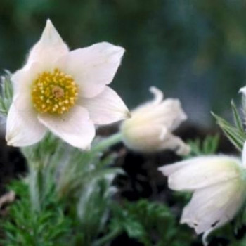 Pulsatilla vulg. 'Alba'  Pot 9 