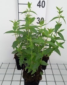 Pycnanthemum muticum  Pot 9 