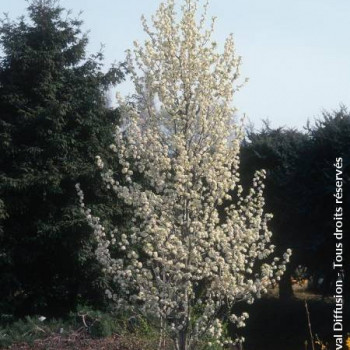 Pyrus call. 'Chanticleer' 2 à 2.5 m CT 90 litres en cépée 