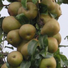 Pyrus comm. 'Beurre Hardy' (='gell._butterbirne') Demi-tige Cont. 