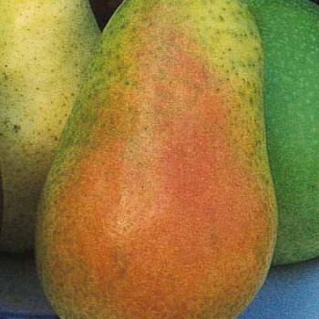 Pyrus comm. 'Bonne L. d'avranches'  Cont. 