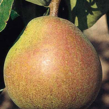 Pyrus comm. 'Doyenne du Comice'  Cont, - Palmette Verrier 