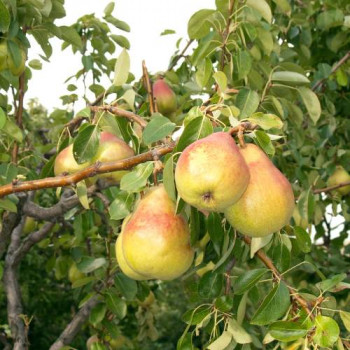 Pyrus comm. (peren/poirier)  CT 7,5 litres 