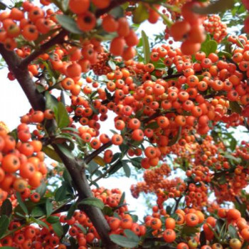 Pyracantha cocc. 'Red Column' 0.50 à 0.60 m Cont. 