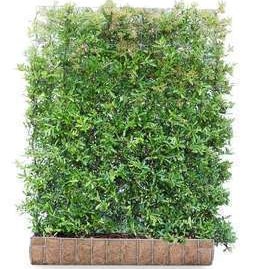 Pyracantha hybr. 'Dart's Red'® 1.2 à 1.55 m Prêt à planter 