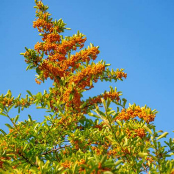 Pyracantha hybr. 'Orange Glow' 0.50 à 0.60 m Cont. 