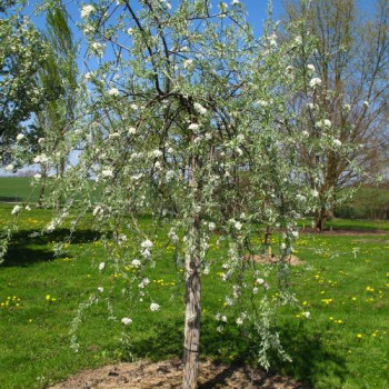 Pyrus salicifolia 'Pendula' Tige 10/12 CT 30 litres 