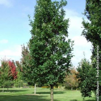 Quercus bimundorum 'Crimson Spire' (crimschmidt') 2.5 à 3 m CT 20 litres 