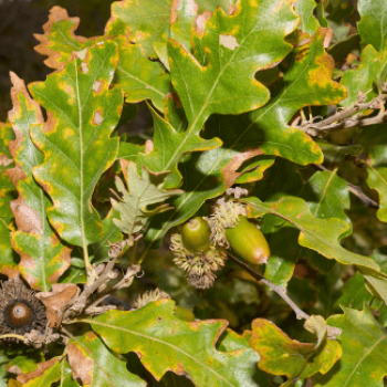 Quercus cerris Tige 10/12 CT 