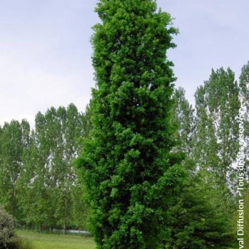 Quercus rob. 'Fastigiata Koster' Tige 18/20 Motte grillagée 