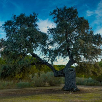 Quercus ilex   