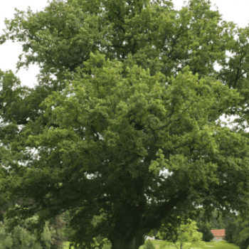 Quercus robur (= pedunculata) 0.60 à 0.90 m Racine nue 