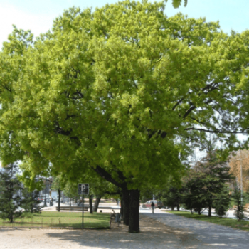 Quercus pubescens 2.5 à 3 m CT 90 litres en cépée 