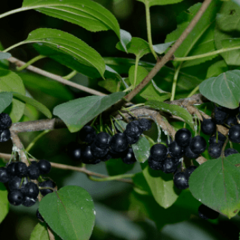 Rhamnus cathartica 0.60 à 0.80 m CT 2 litres 