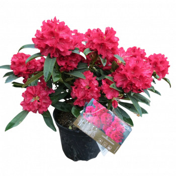 Rhodo (arbor.) 'Wilgen's Ruby' 0.40 à 0.50 m Cont. 