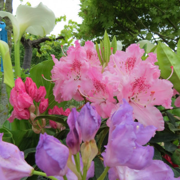 Rhodo (caucas.) 'Albert Schweitzer' 0.40 à 0.50 m Cont. 