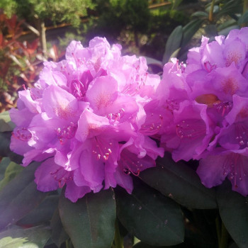 Rhodo (catawb.) 'Grandiflorum' 0.40 à 0.50 m Cont. 