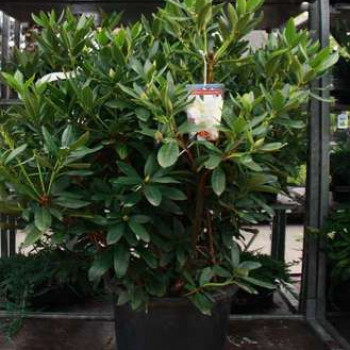 Rhodo (caucas.) 'Cunningham's White' 0.40 à 0.50 m Cont. 