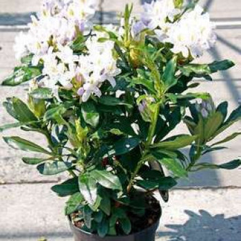 Rhodo (catawb.) 'Madame Masson' 0.40 à 0.50 m Cont. 