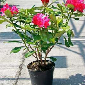 Rhodo (catawb.) 'Nova Zembla' 0.40 à 0.50 m Cont. 