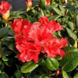 Rhodo (forr.) 'Scarlet Wonder' 0.25 à 0.30 m Cont. 