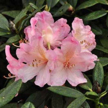 Rhodo (hybr.) 'Percy Wiseman' 0.40 à 0.50 m Cont. 