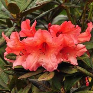 Rhodo (hybr.) 'Tortoiseshell Orange' 0.40 à 0.50 m Cont. 