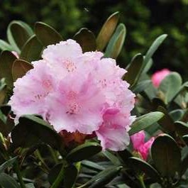 Rhodo (hybr.) 'Silberwolke' 0.25 à 0.30 m Cont. 