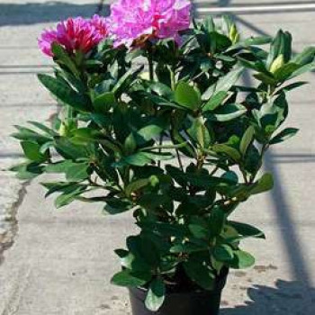 Rhodo (pont.) 'Roseum Elegans' 0.40 à 0.50 m Cont. 