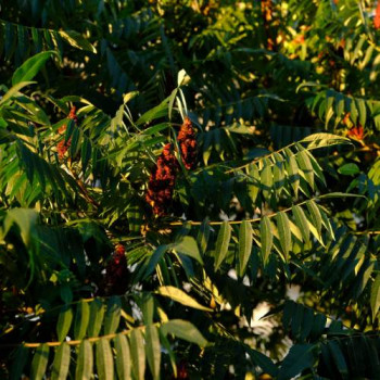 Rhus typhina 1.75 à 2 m CT 20 litres 