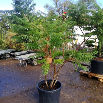 Rhus typh. 'Dissecta' (=typh. 'laciniata') Tige 10/12 CT 
