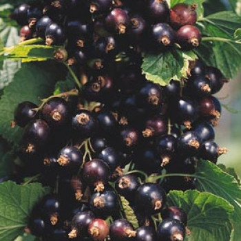 Ribes nigrum TIGE 60 CM CT 5 litres 