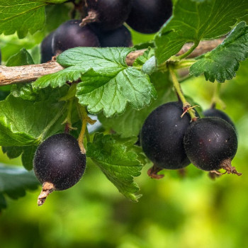 Ribes 'Josta(berry)' BUISSON Cont. 