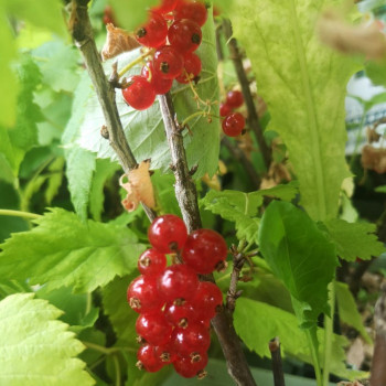 Ribes rubr. 'Jonkheer van Tets'  Cont. 