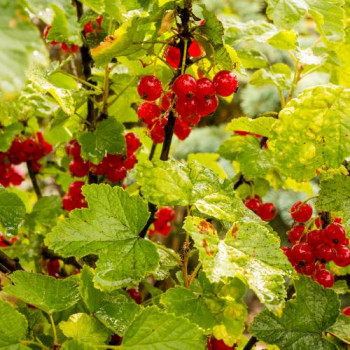Ribes rubrum rood/rouge 0.80 à 1 m CT 5 litres 