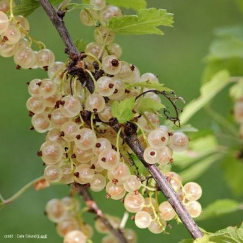 Ribes rubrum wit/blanc 0.80 à 1 m CT 5 litres 