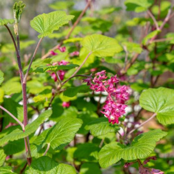 Ribes sang. 'Pulborough Scarlet' 1 à 1.25 m CT 12 litres 