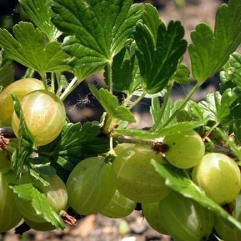 Ribes u.-c. 'Hinnonmaki Grön'  Cont. 