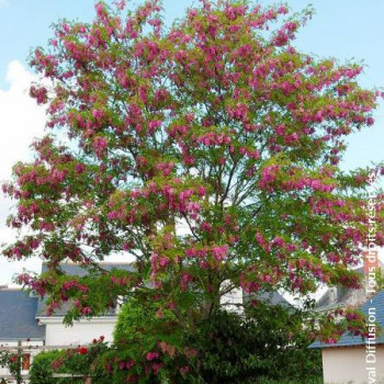 Robinia marg. 'Casque Rouge' ( 'pink cascade') Tige 12/14 Cont. 